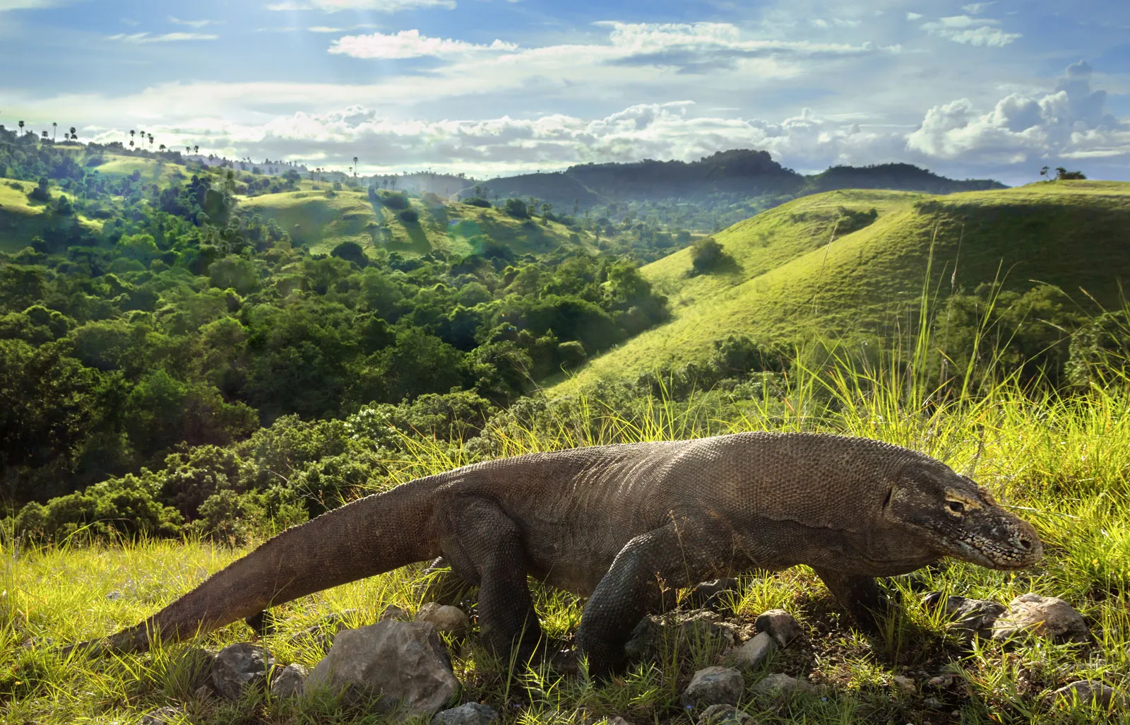 Pulau KOMODO INDONESIA