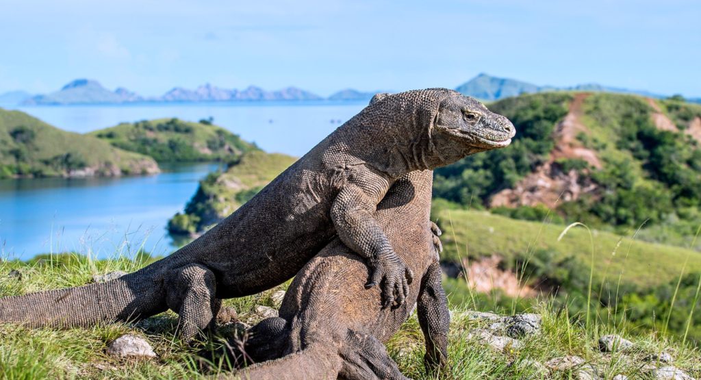 Pulau KOMODO INDONESIA
